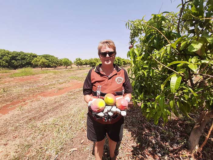 Harvesting Mangoes