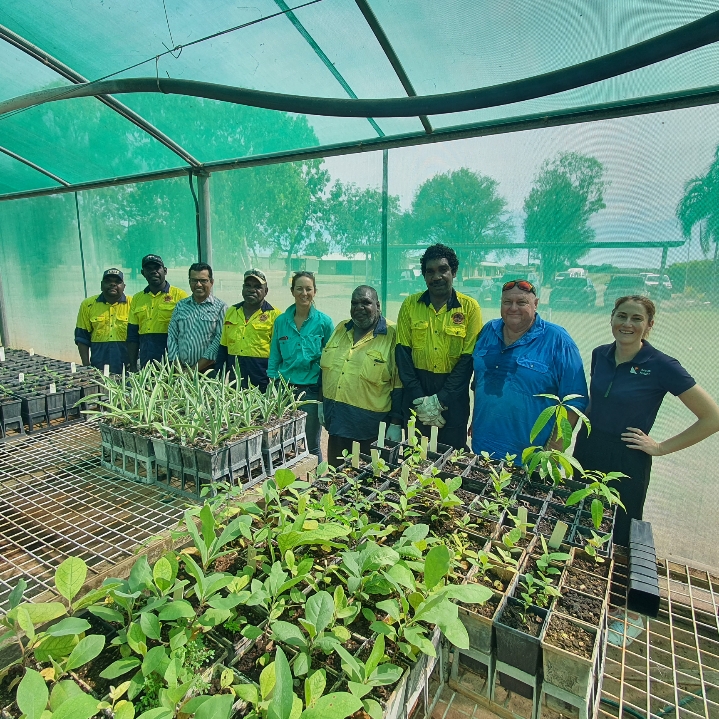 Growing Ginger and Vegetables for Remote Communities at the Katherine Research Station