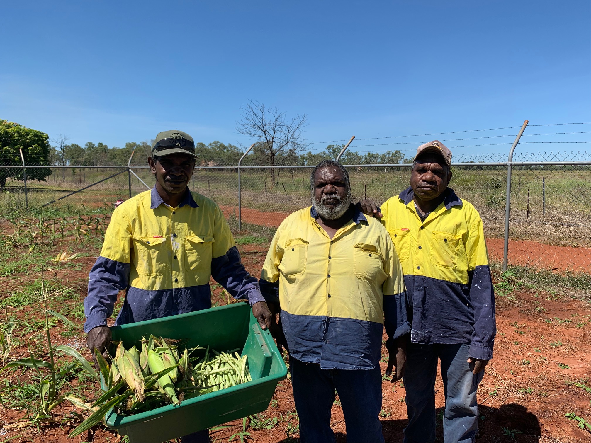 Harvesting Vegetables At The Katherine Research Station