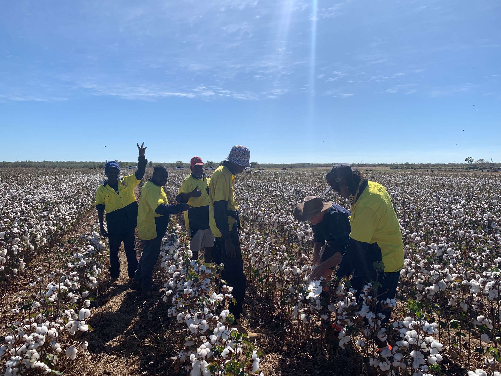 Beswick and Binjari Teams Participate in Cotton Growing Research 