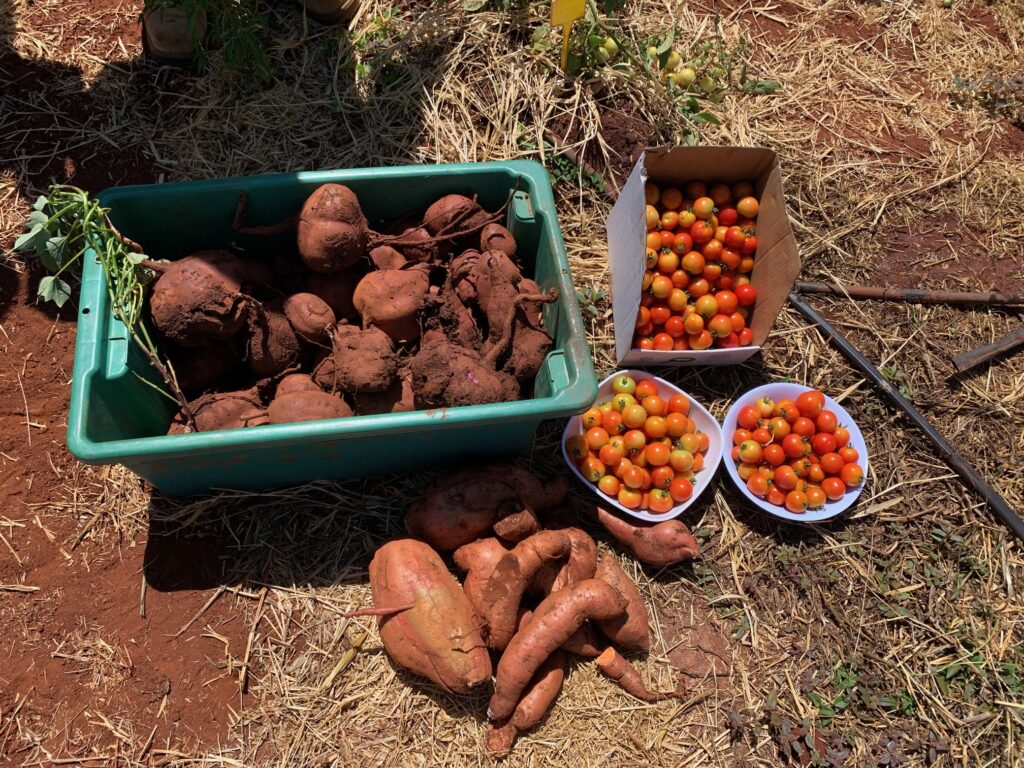 image of the vegetables from Katherine Research station.