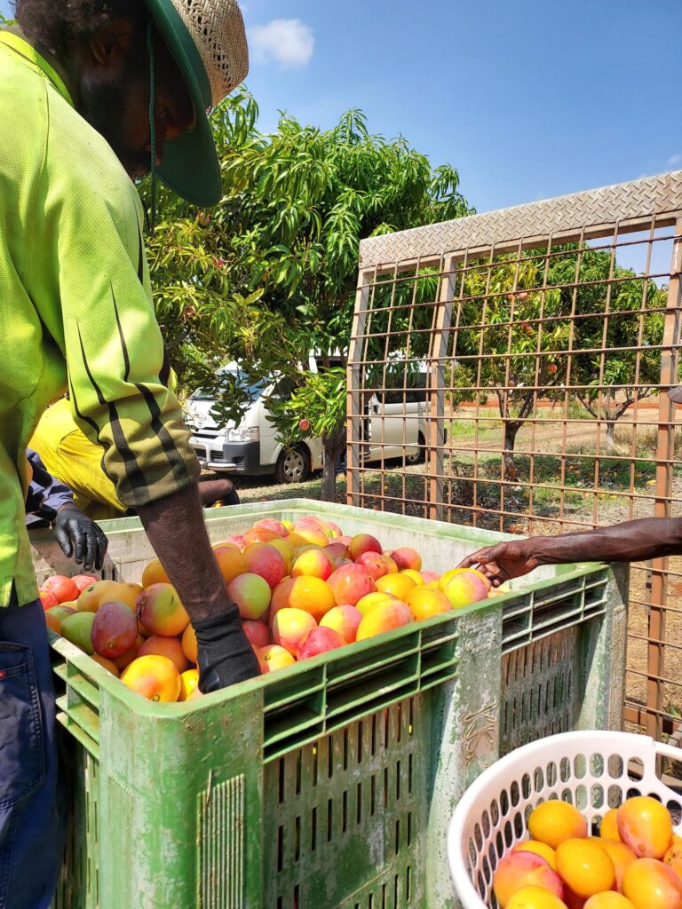 team member sorting mangos 