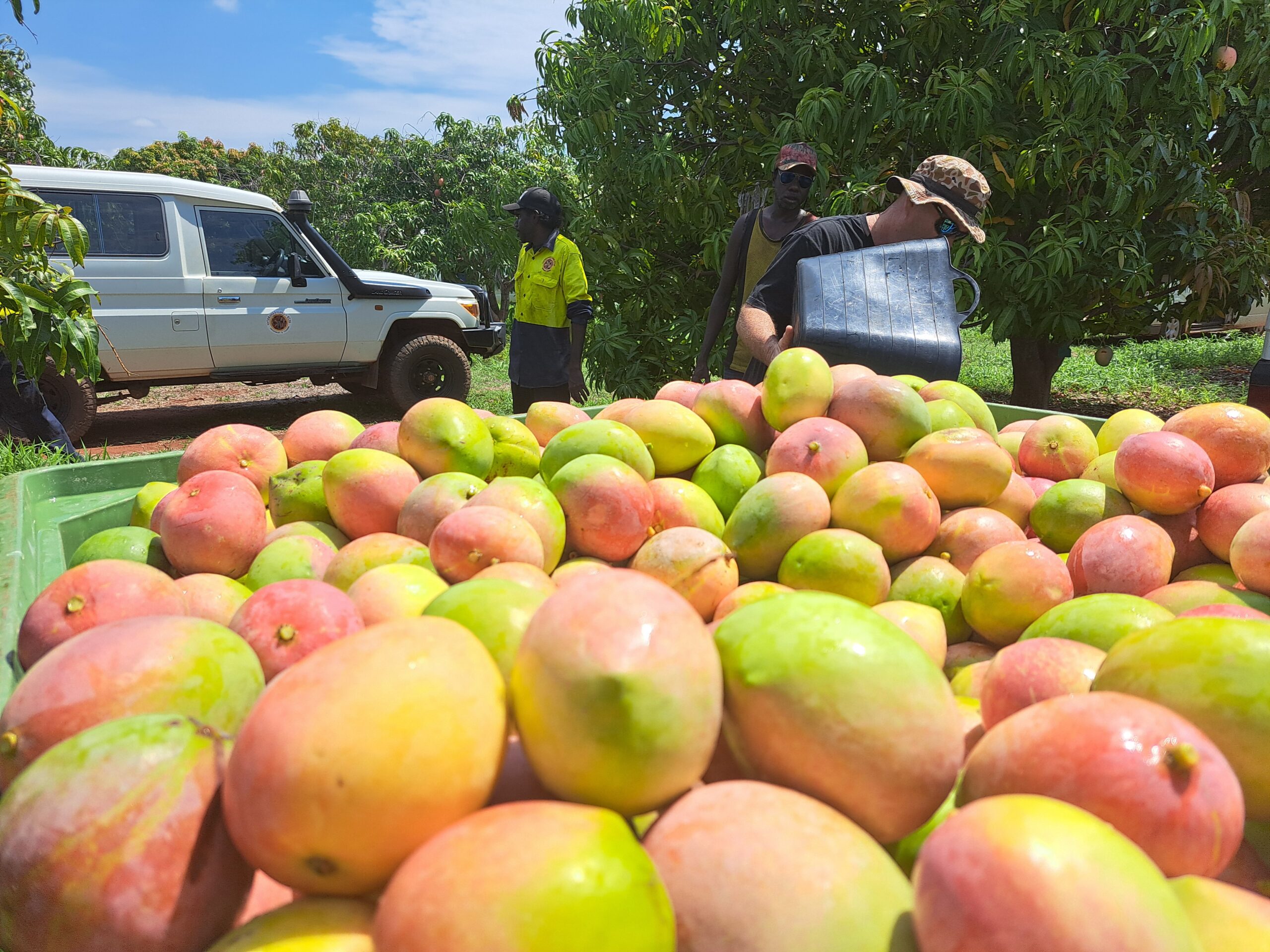 Mango Pick